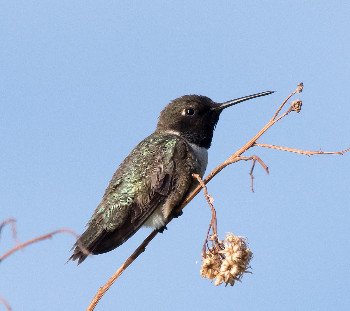 Black-chinned Hummingbird - ML234667061