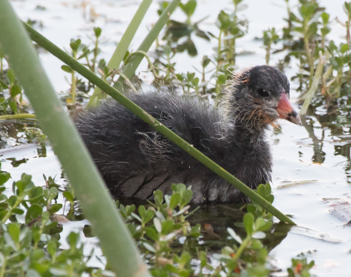 American Coot (Red-shielded) - ML234667141