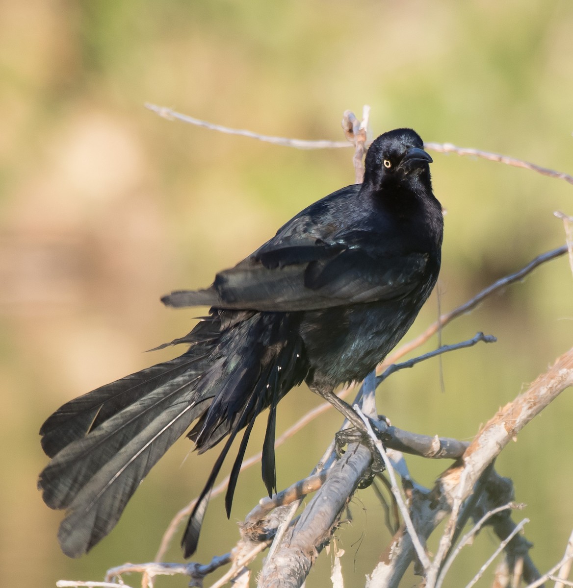 Great-tailed Grackle - ML234667481