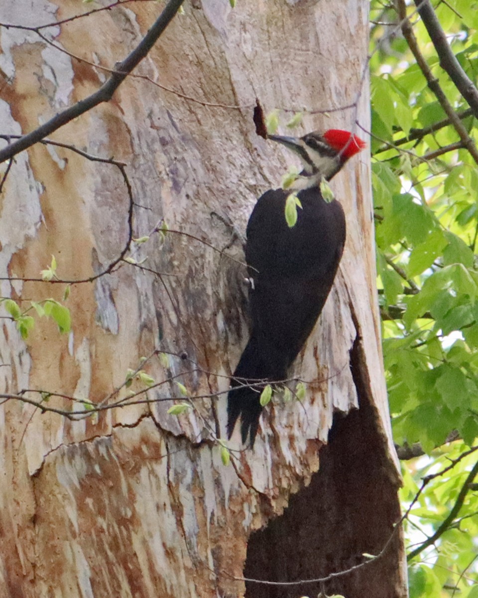 Pileated Woodpecker - ML234670171