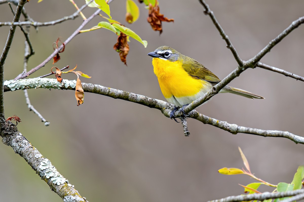 Yellow-breasted Chat - ML234674281