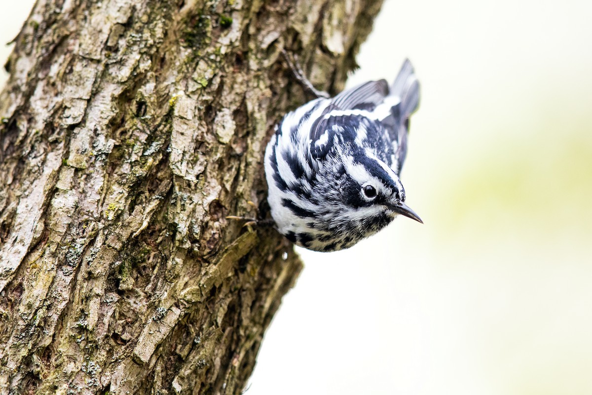Black-and-white Warbler - Brad Imhoff