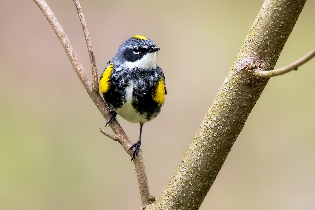 Yellow-rumped Warbler (Myrtle) - Brad Imhoff