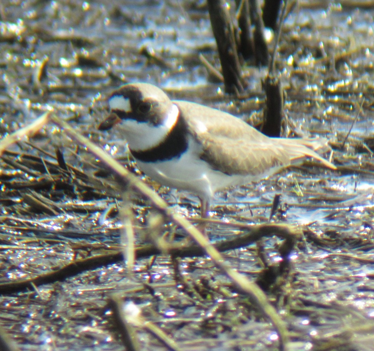 Semipalmated Plover - ML234674771