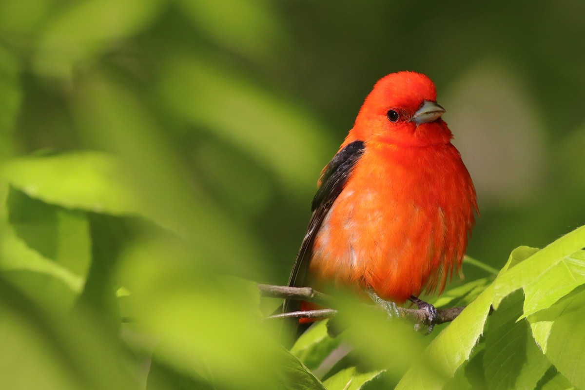 Scarlet Tanager - ML234676601