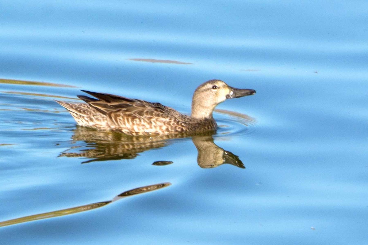 Blue-winged Teal - ML234679291