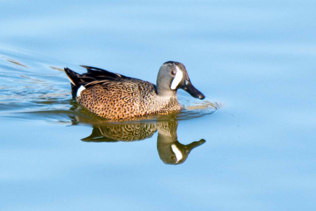Blue-winged Teal - Martin Smith