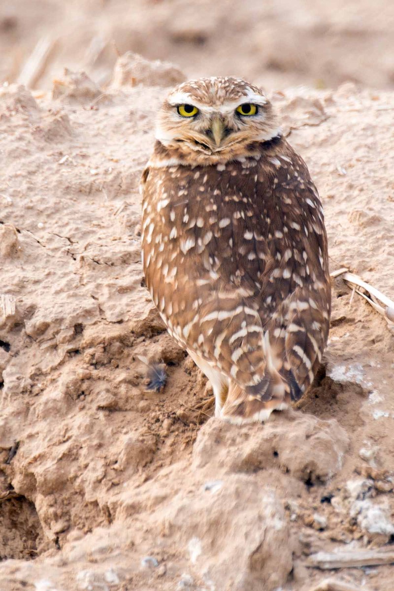 Burrowing Owl - Martin Smith