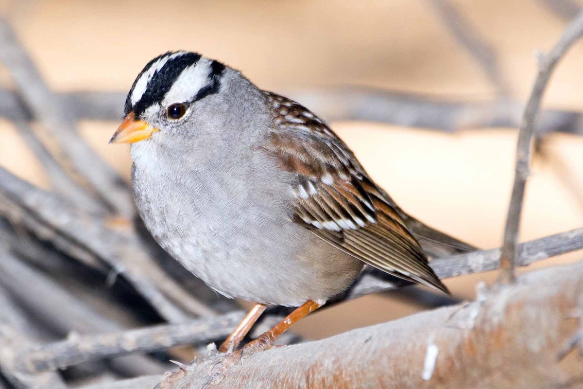 White-crowned Sparrow - Martin Smith