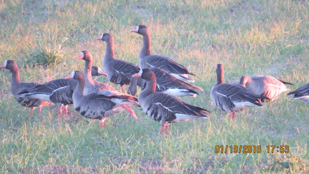 Greater White-fronted Goose - kim kelly
