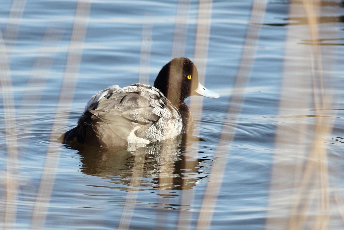Greater/Lesser Scaup - ML23469041