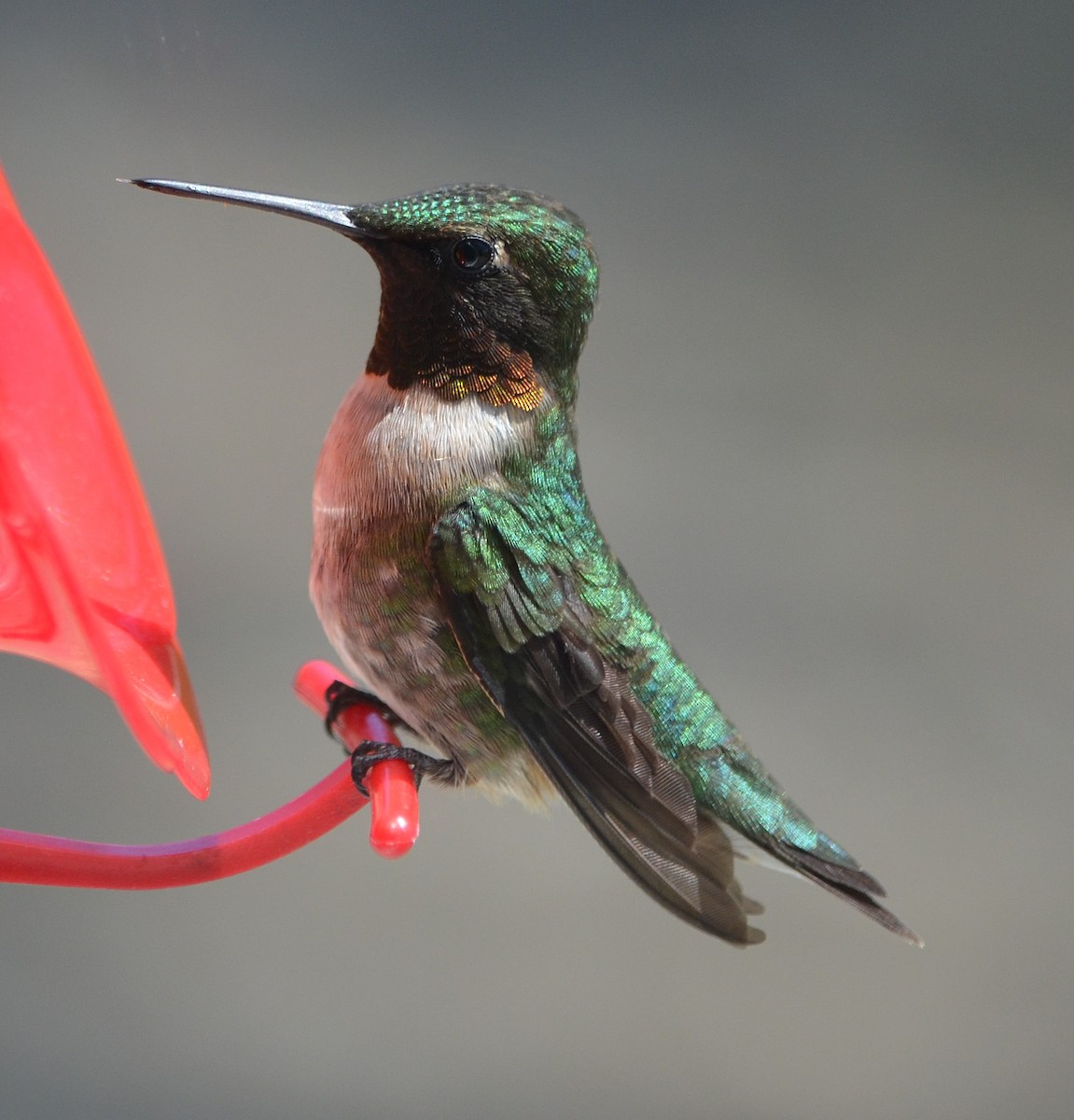 Ruby-throated Hummingbird - S. Andujar