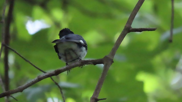 Black-throated Blue Warbler - ML234694531