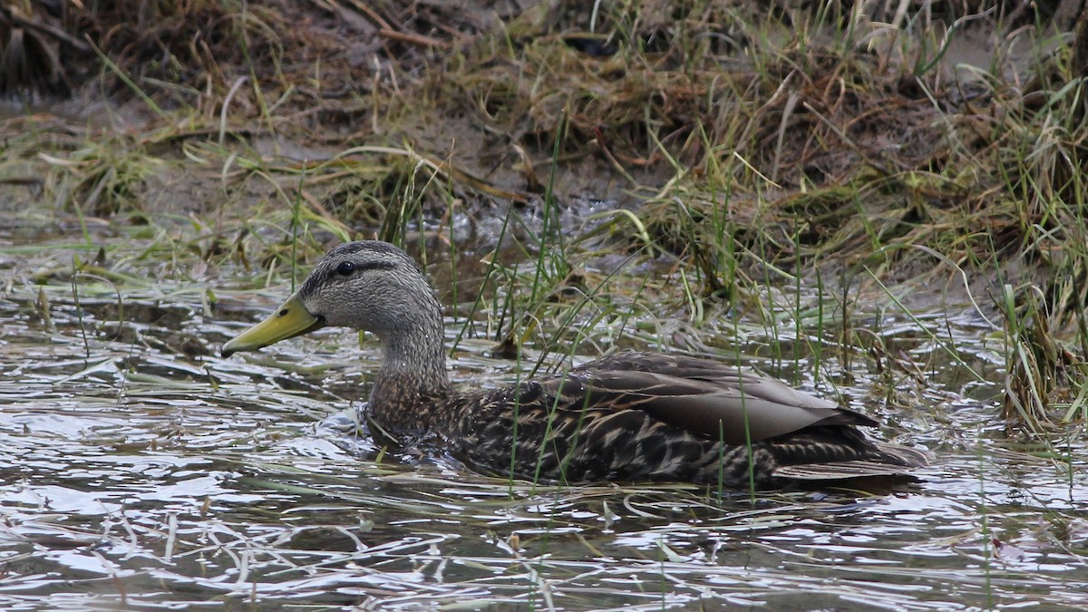 Mexican Duck - ML234701201