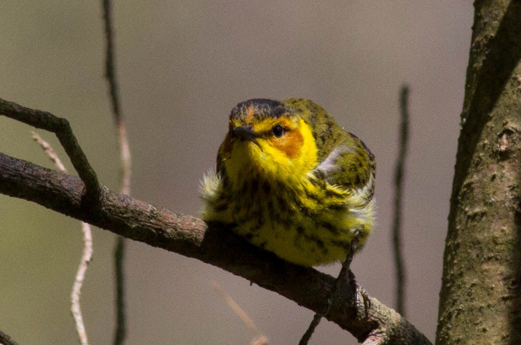 Cape May Warbler - Laura Stenzler