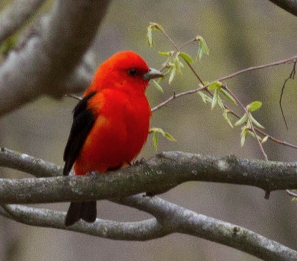 Scarlet Tanager - ML234716101
