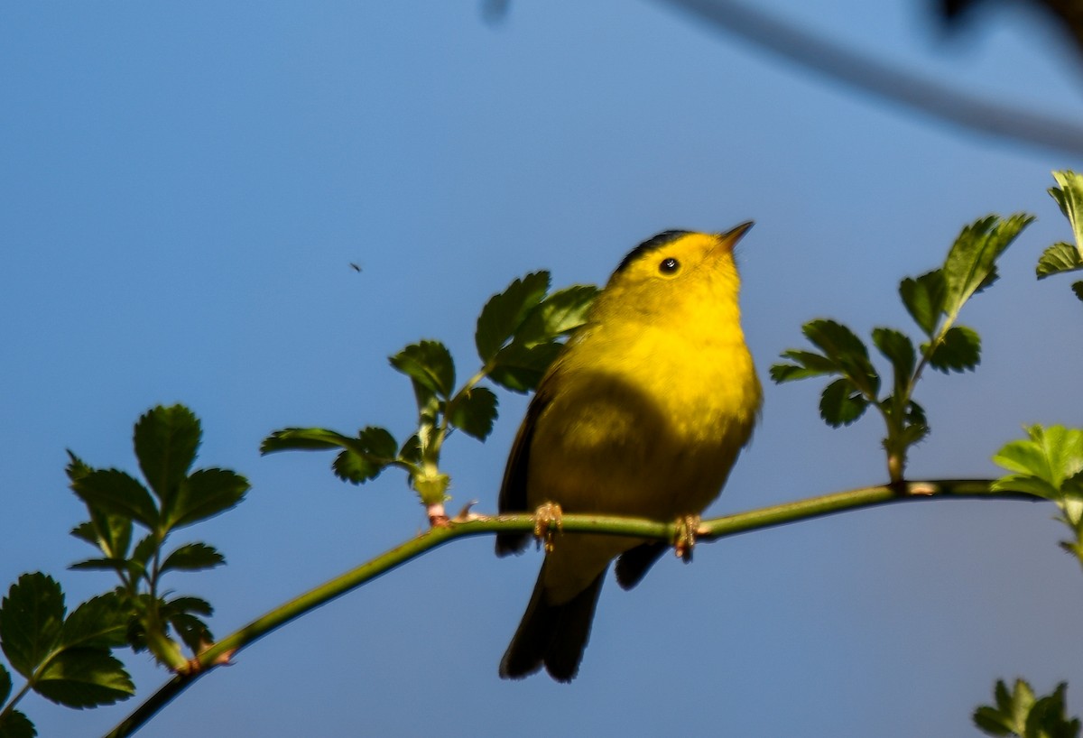 Wilson's Warbler - Carly Rodgers
