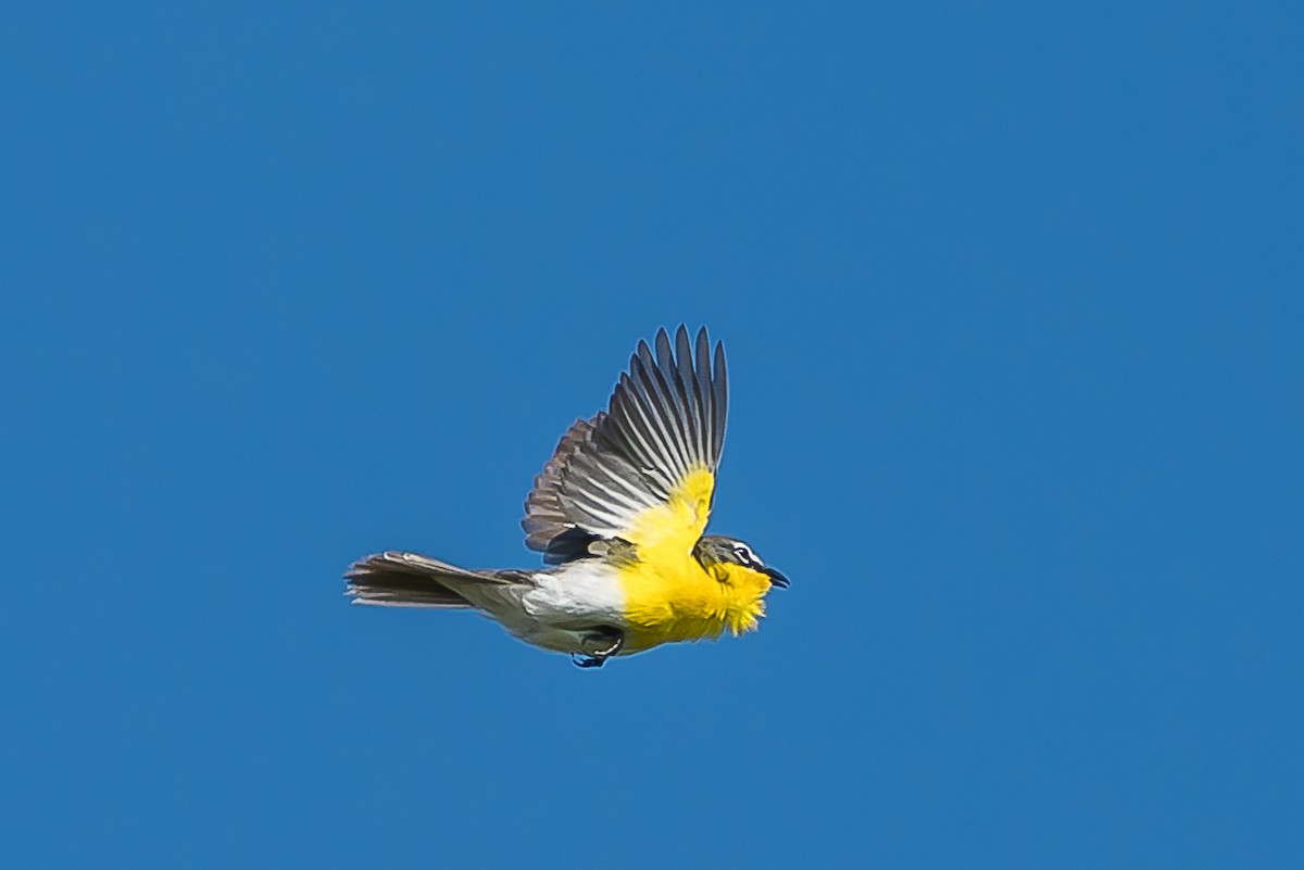 Yellow-breasted Chat - ML234723331