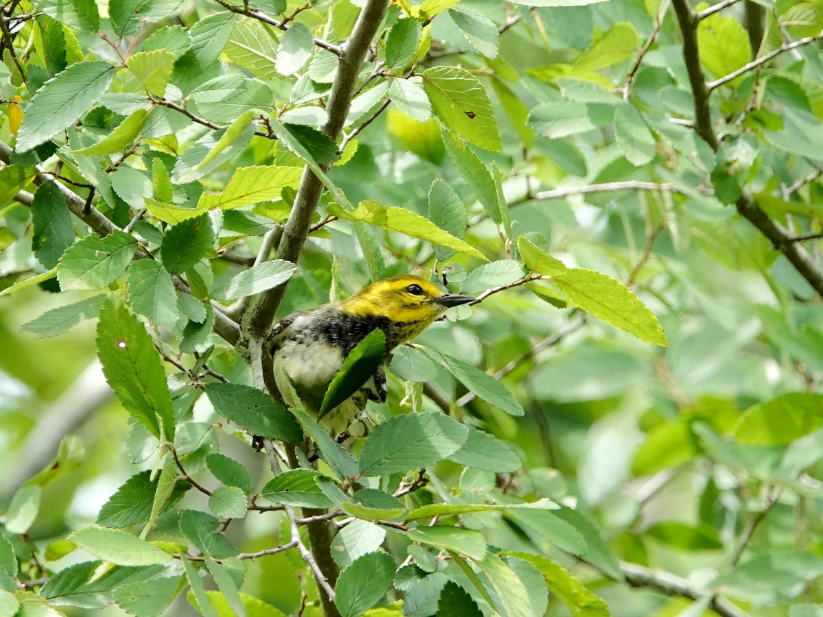 Black-throated Green Warbler - Mark Terry