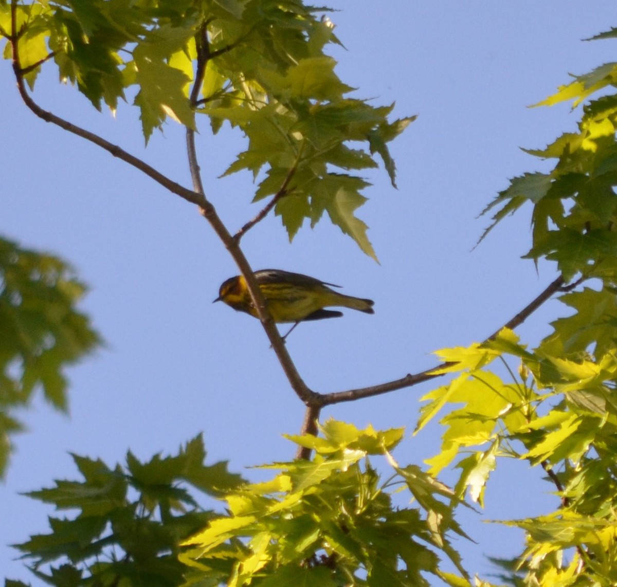 Cape May Warbler - ML234729831
