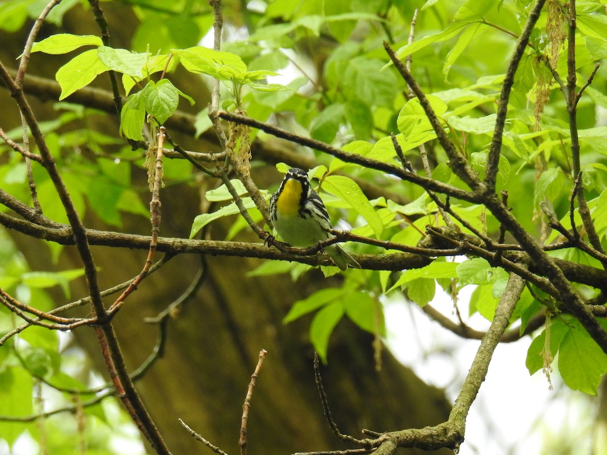 Yellow-throated Warbler - ML234732751