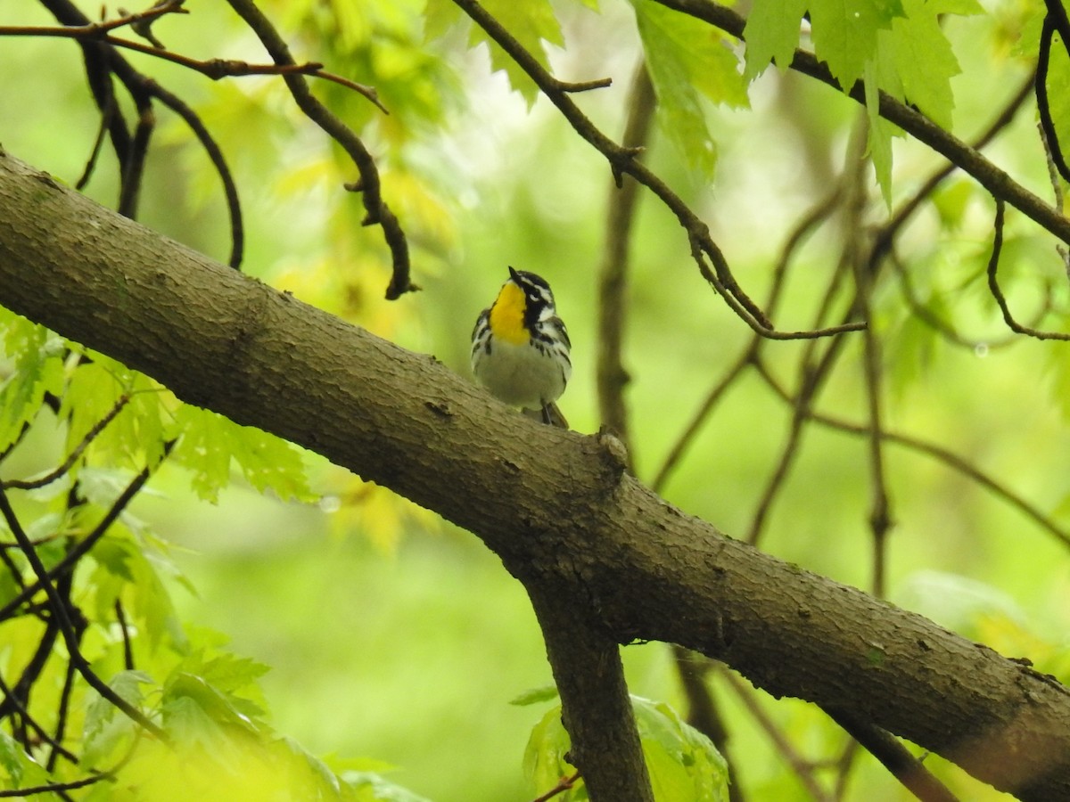 Yellow-throated Warbler - ML234733071