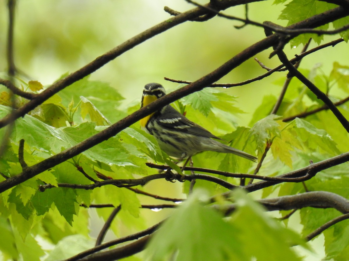 Yellow-throated Warbler - James Holsinger