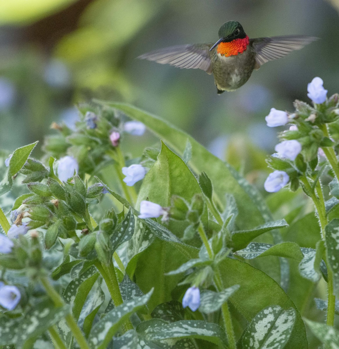 Ruby-throated Hummingbird - Kori Sedmak