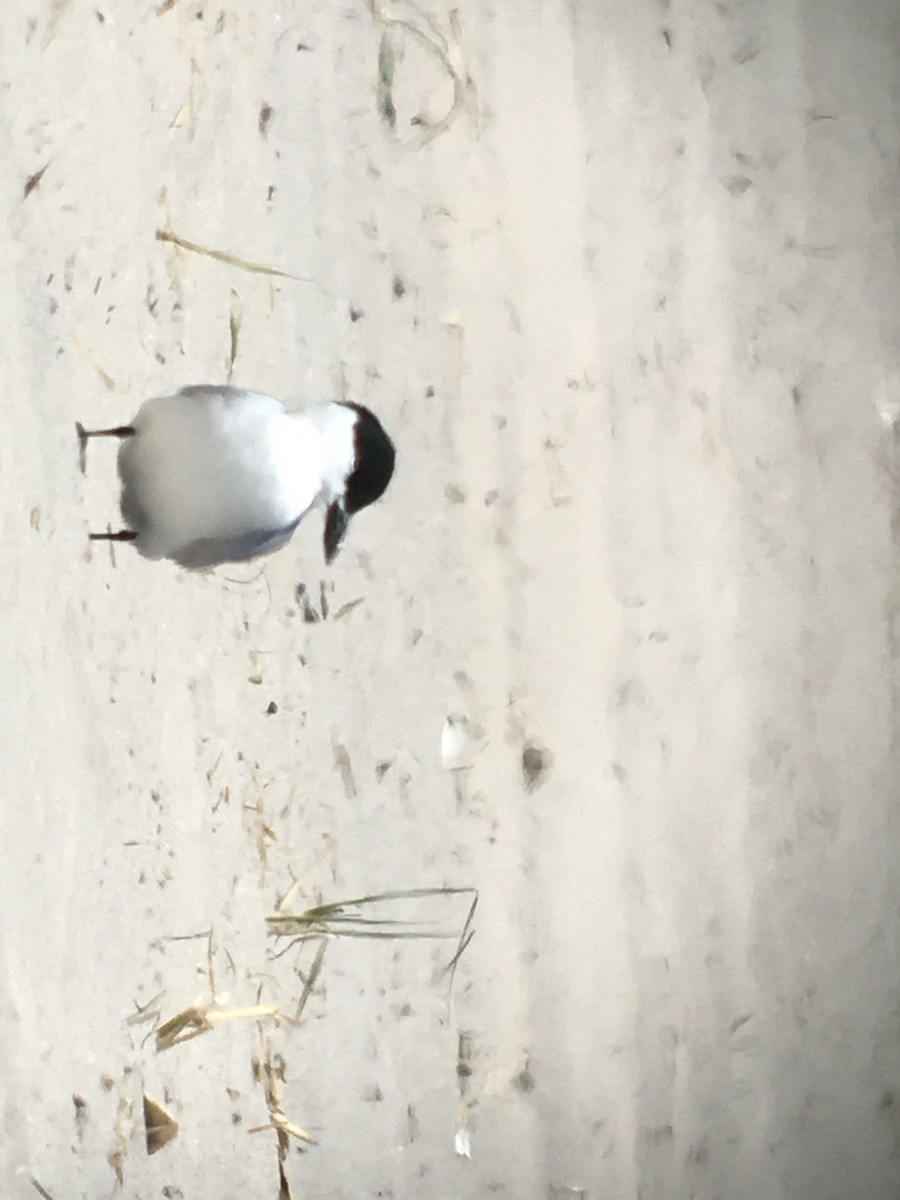 Gull-billed Tern - Lance Verderame