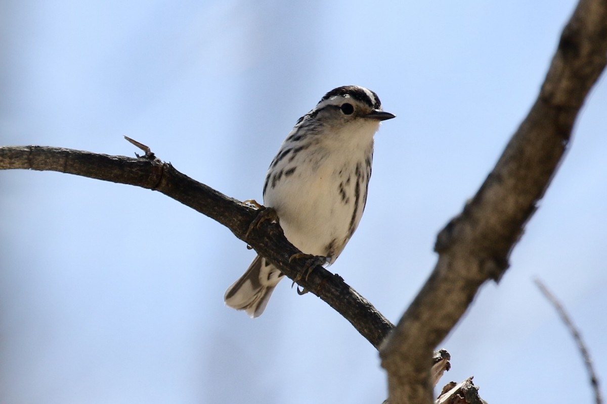 Black-and-white Warbler - ML234755481
