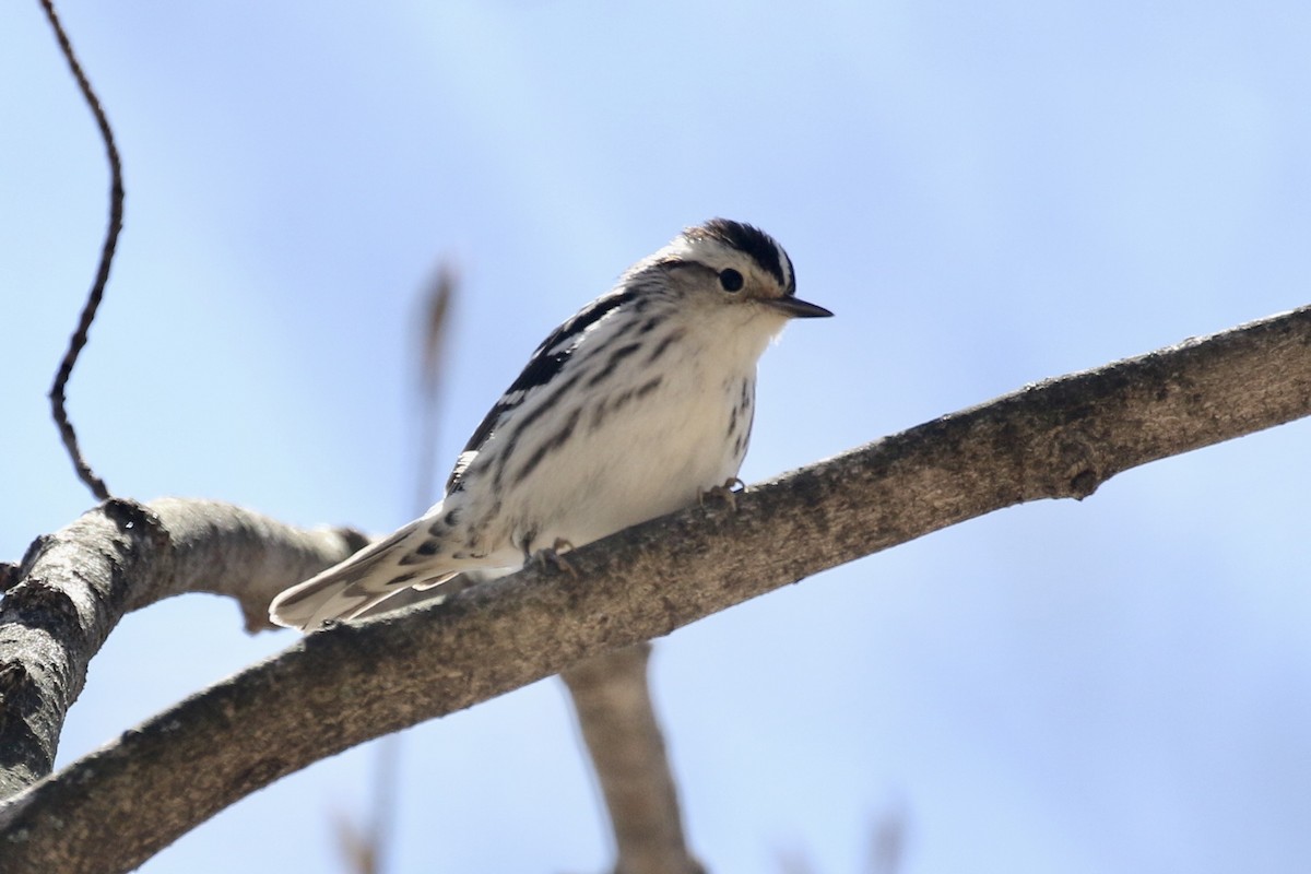 Black-and-white Warbler - ML234755491