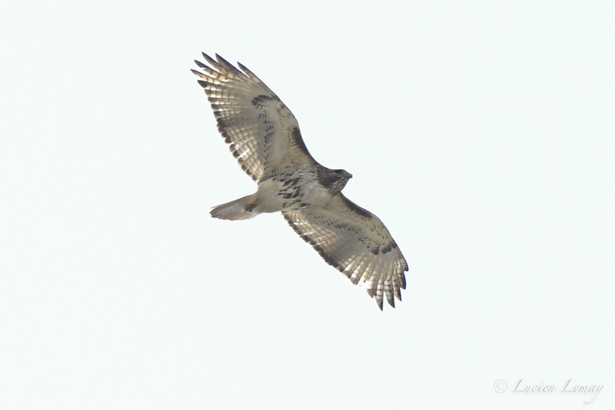 Red-tailed Hawk - ML234756171