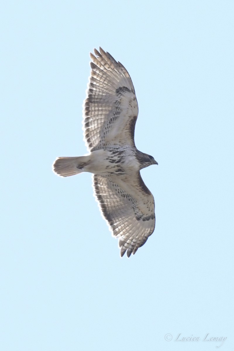 Red-tailed Hawk - ML234756251