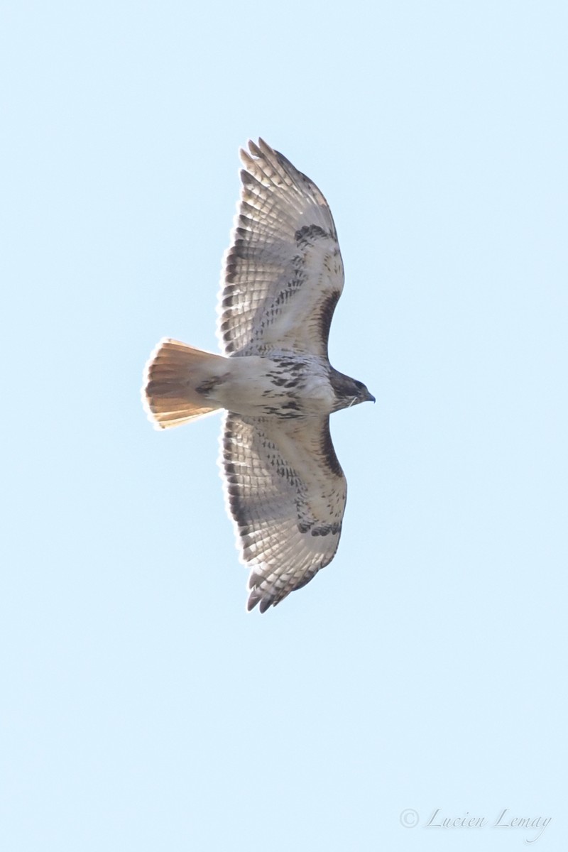 Red-tailed Hawk - ML234756351
