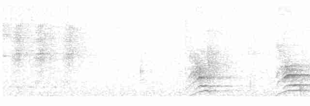 White-necked Thrush - ML234756561
