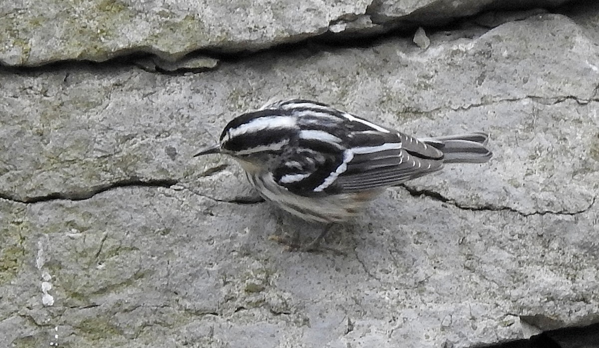 Black-and-white Warbler - ML234756821