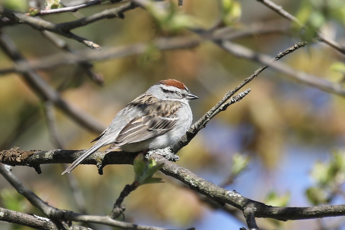 Chipping Sparrow - ML234757571