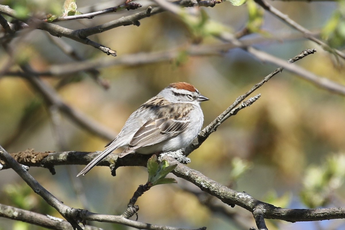 Chipping Sparrow - ML234757581