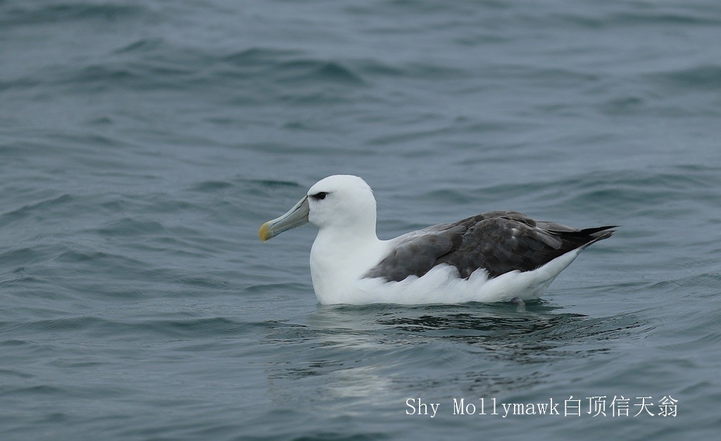 White-capped Albatross - Qiang Zeng