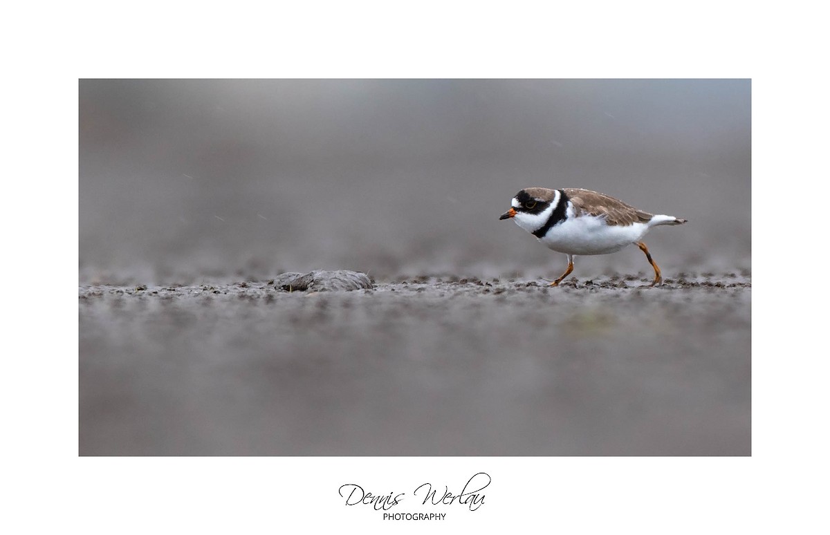 Semipalmated Plover - ML234764561