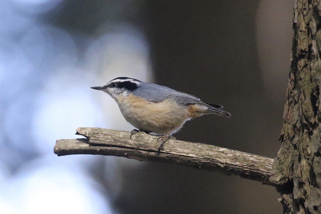 Red-breasted Nuthatch - ML234777671