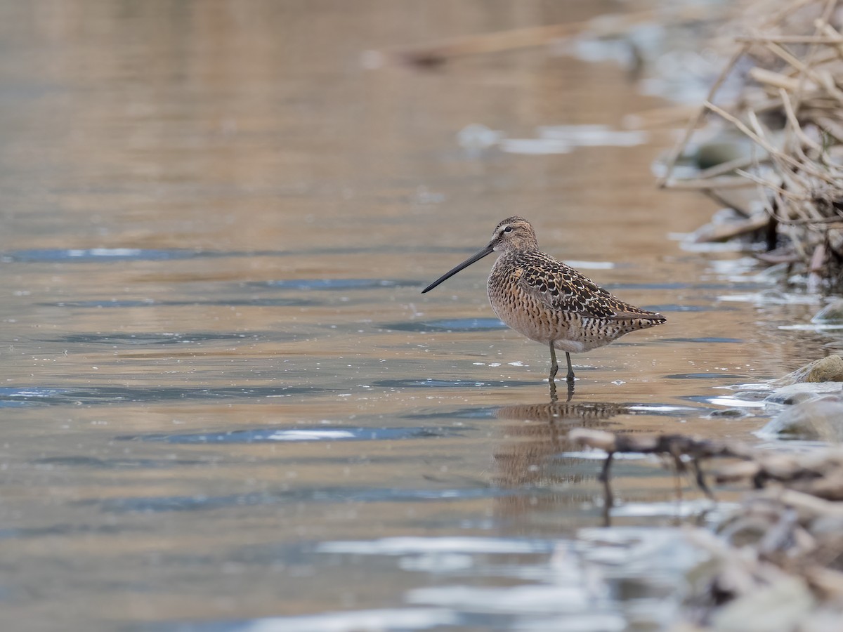 Long-billed Dowitcher - ML234780181