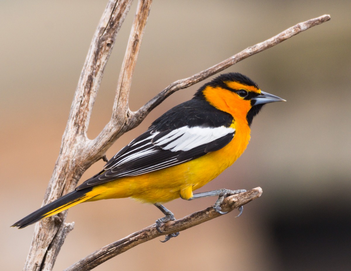 Bullock's Oriole - Jim Merritt