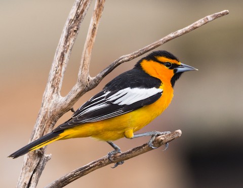 Bullock's Oriole - eBird