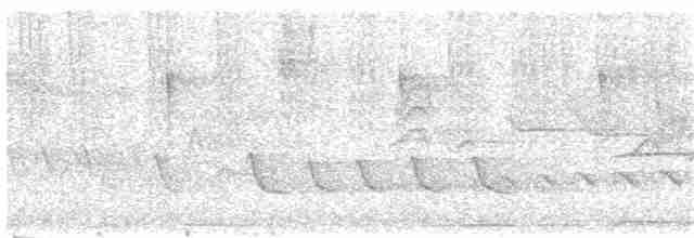 Белокрылый бекард - ML234789141