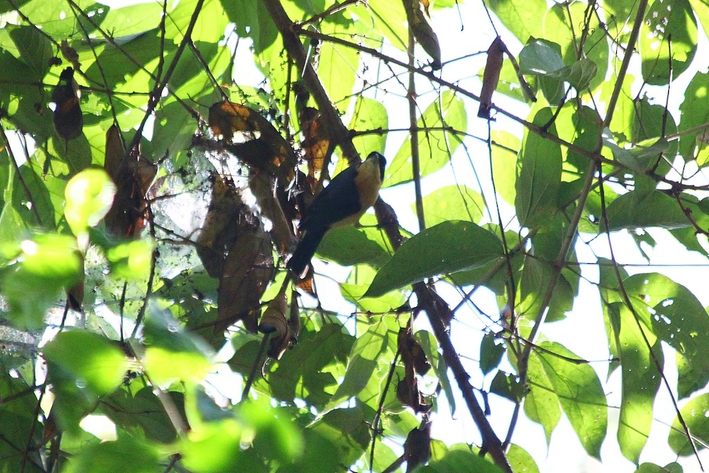 Fawn-breasted Tanager - ML234789541