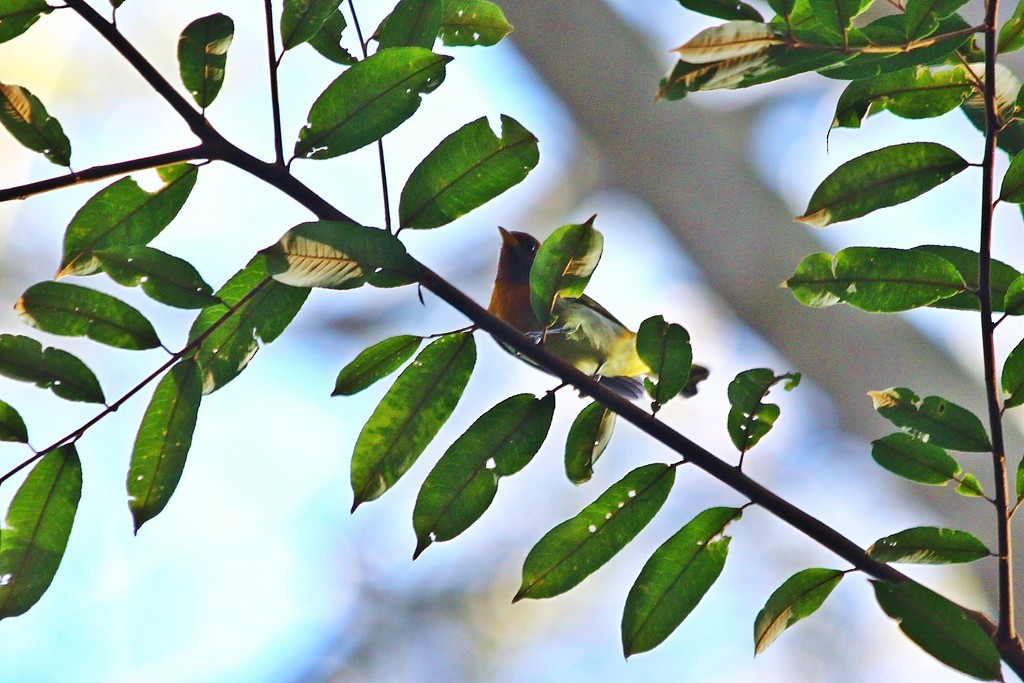 Rufous-headed Tanager - ML234789601