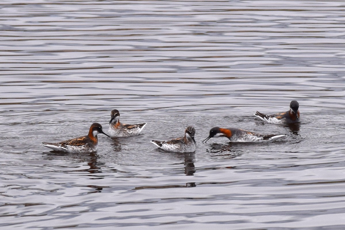 Red-necked Phalarope - Annie Dunn