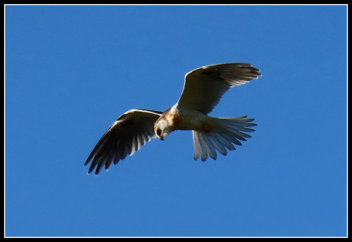 White-tailed Kite - ML234792881