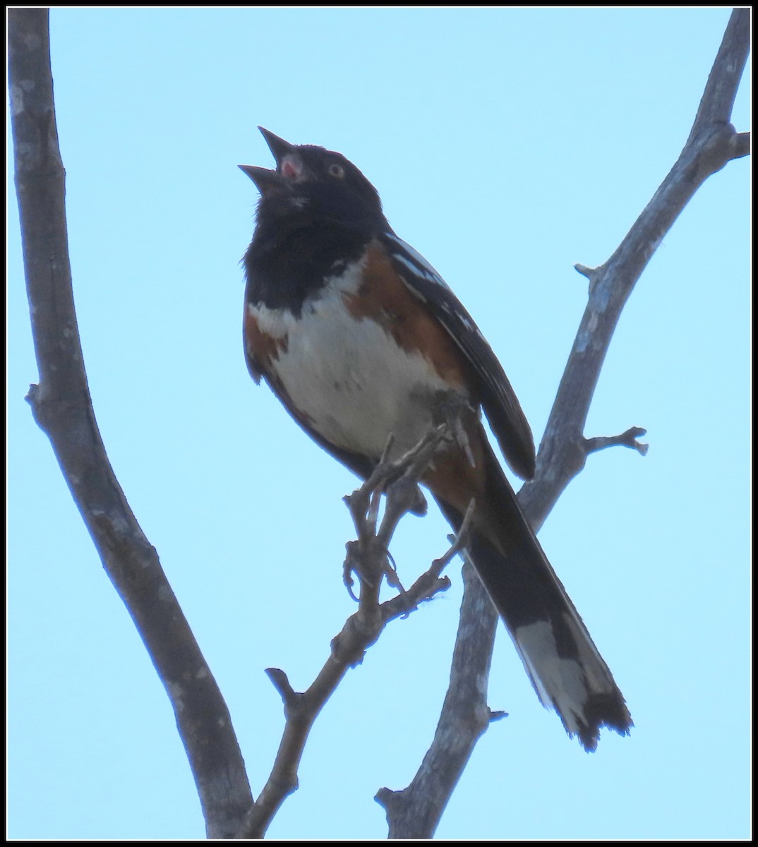 Spotted Towhee - ML234792951